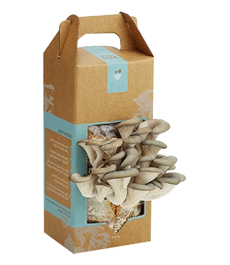 Eco-friendly-kraft-mushroom-box-with-ventilation-slits-custom-boxes